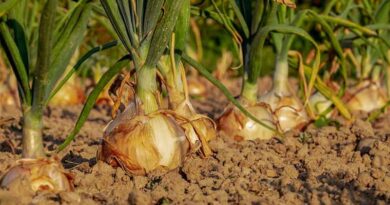 India to Release Onion Buffer Stock in September to Stabilise Prices