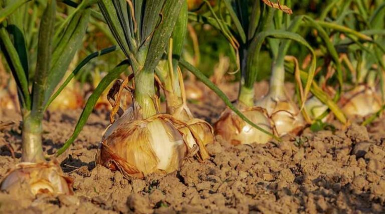 India to Release Onion Buffer Stock in September to Stabilise Prices