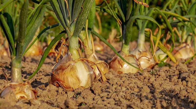 India to Release Onion Buffer Stock in September to Stabilise Prices