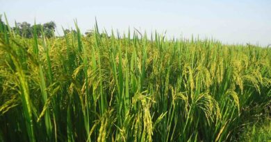 Delhi High Court Eases Rules for Biostimulant Companies, Ensures Supply for Farmers