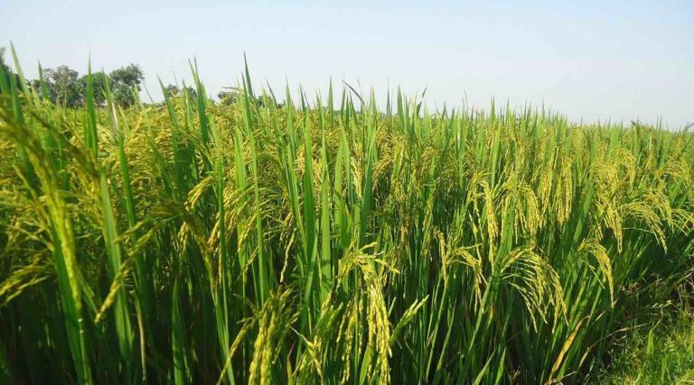 Delhi High Court Eases Rules for Biostimulant Companies, Ensures Supply for Farmers