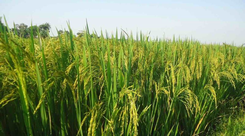 Delhi High Court Eases Rules for Biostimulant Companies, Ensures Supply for Farmers