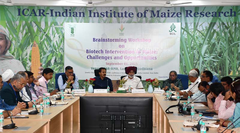 Maize Breeding Through Biotechnology Can Boost Yields by 10-15% in India, Says IIMR