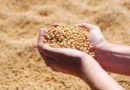 India Faces Rising Soybean Procurement Burden, SOPA Suggests Direct Farmer Price Support