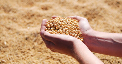 India Faces Rising Soybean Procurement Burden, SOPA Suggests Direct Farmer Price Support