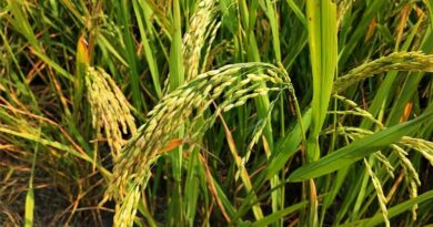 Madhya Pradesh Issues Advisory on Pest Threats in Paddy and Groundnut Crops