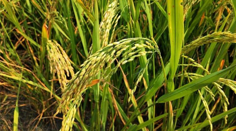 Madhya Pradesh Issues Advisory on Pest Threats in Paddy and Groundnut Crops