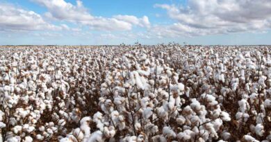 Brazilian Agriculture Drives 10.1% Growth in Q2 2025, Boosting National GDP