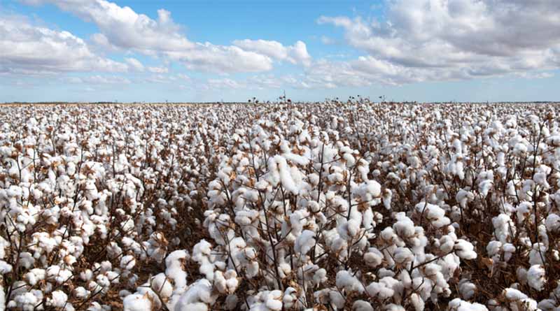Brazilian Agriculture Drives 10.1% Growth in Q2 2025, Boosting National GDP