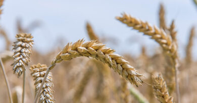Punjab Government Announces Free Wheat Seeds for Flood-Hit Farmers