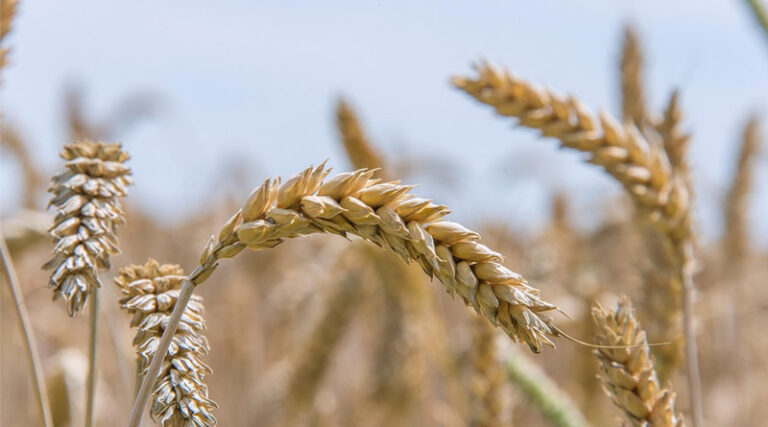 Punjab Government Announces Free Wheat Seeds for Flood-Hit Farmers