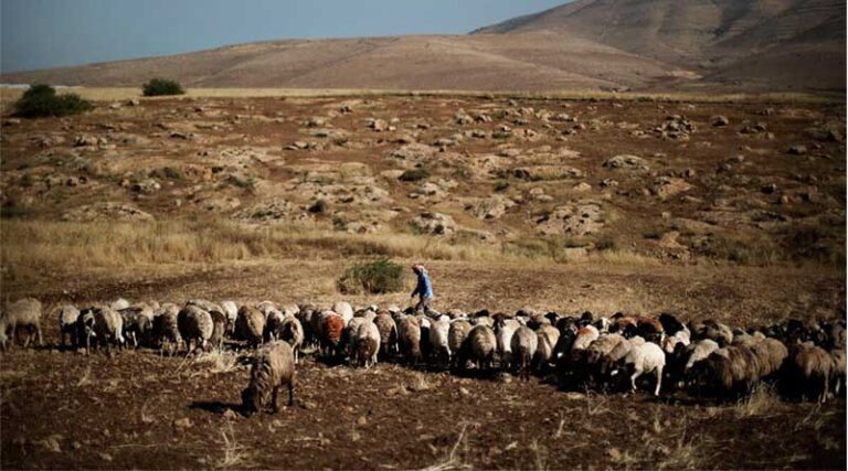 FAO Report: World Nears One-Quarter of SDG Targets, But Half Remain Moderately Distant