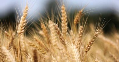 PBW 872 and PBW 833 Top Wheat Varieties in India with Yields Reaching 45.7 Quintals per Hectare