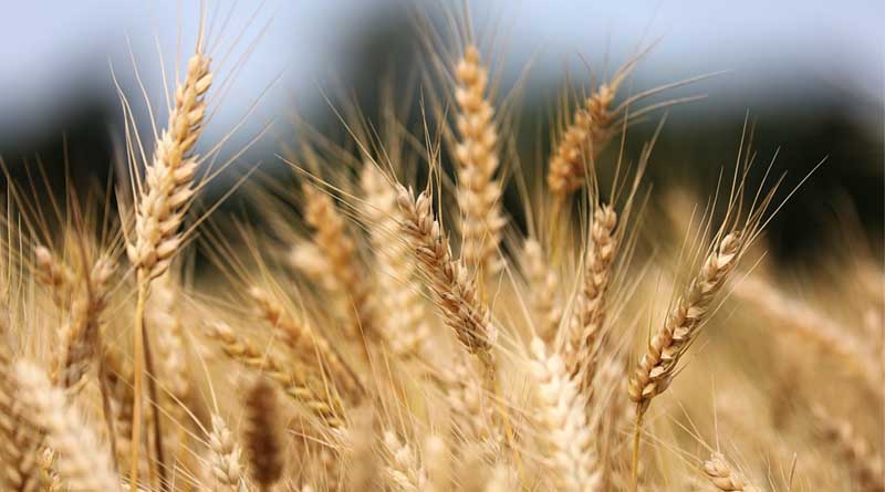PBW 872 and PBW 833 Top Wheat Varieties in India with Yields Reaching 45.7 Quintals per Hectare
