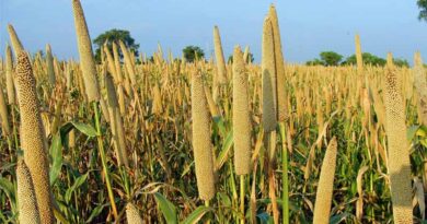 Haryana Raises Millet Procurement Price, Farmers to Receive ₹2,775 per Quintal