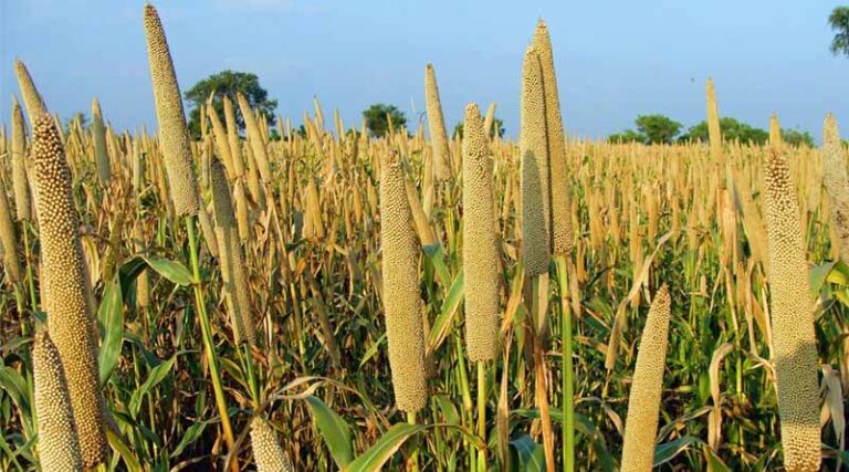 Haryana Raises Millet Procurement Price, Farmers to Receive ₹2,775 per Quintal