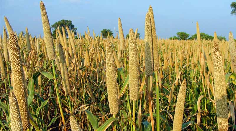 Haryana Raises Millet Procurement Price, Farmers to Receive ₹2,775 per Quintal