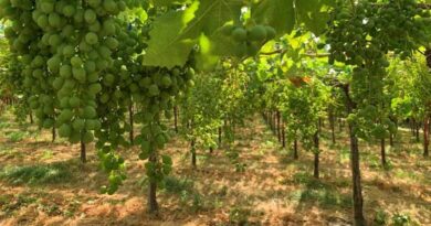 Two Rows of Grapes, Two Different Futures: How Biostimulants Are Reshaping Farming