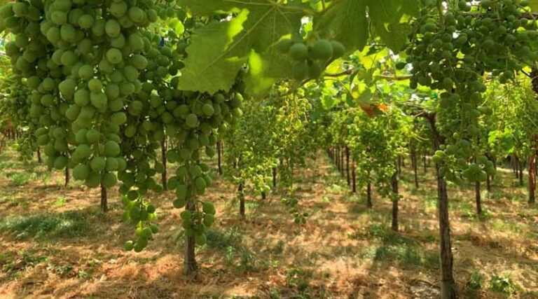Two Rows of Grapes, Two Different Futures: How Biostimulants Are Reshaping Farming