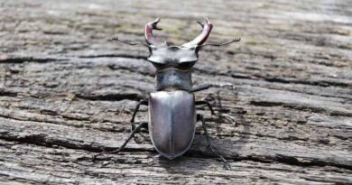 Stag Beetle Price: Why the Stag Beetle Is the World’s Most Expensive Insect and Who Is Buying It
