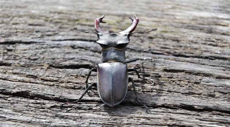 Stag Beetle Price: Why the Stag Beetle Is the World’s Most Expensive Insect and Who Is Buying It