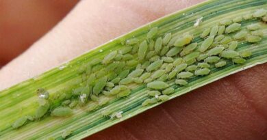 10 Common Wheat Pests And Diseases