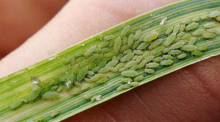 10 Common Wheat Pests And Diseases