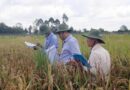 Field Trials in Vietnam Point to Stronger, Climate-Ready Varieties