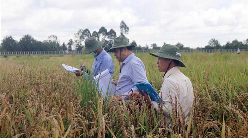 Field Trials in Vietnam Point to Stronger, Climate-Ready Varieties