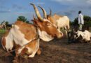 Sudan: FAO Moves to Protect 9.4 Million Livestock In Nationwide Vaccination Campaign