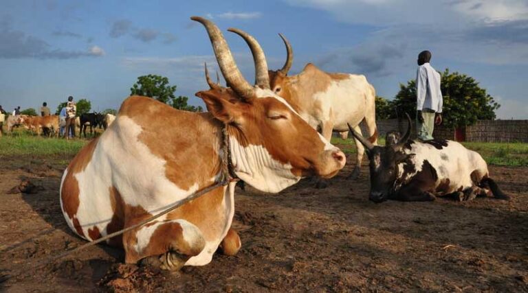 Sudan: FAO Moves to Protect 9.4 Million Livestock In Nationwide Vaccination Campaign