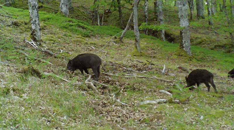 Scottish Wild Boar Numbers To Rise Signifcantly Over The Next 50 Years, New Model Predicts