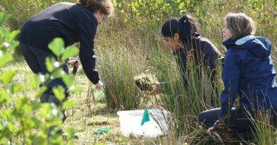 CABI Supports Release Of Biological Control Agents To Fight Invasive Weeds In The Netherlands