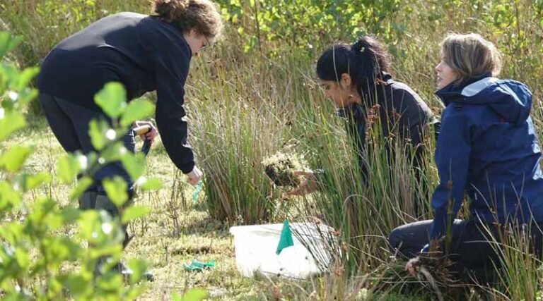 CABI Supports Release Of Biological Control Agents To Fight Invasive Weeds In The Netherlands