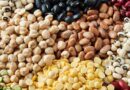 India’s Pulse Sector: Expanding Area, Rising Opportunities for Yield Growth