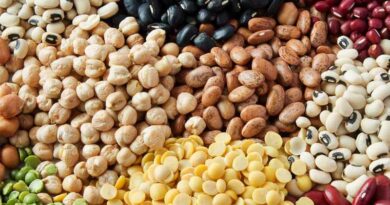 India’s Pulse Sector: Expanding Area, Rising Opportunities for Yield Growth