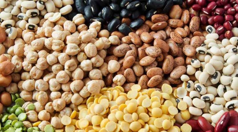 India’s Pulse Sector: Expanding Area, Rising Opportunities for Yield Growth