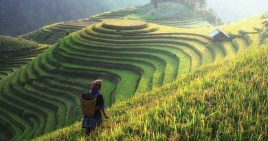 China Sees More Prosperous Agriculture, Livable Countryside