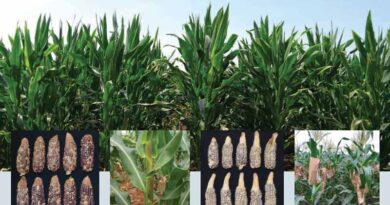 Accelerating Maize Breeding: CIMMYT’s 2nd Generation Tropical Haploid Inducers Reach 50 Organizations In 18 Countries