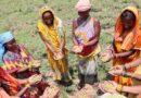 Food, Farms, And The Future: Why Transforming Agri-food Systems Is Key To Viksit Bharat 2047