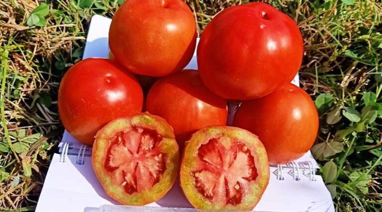 New Wilt-Resistant Tomato Varieties Promise Better Yields For Himachal Farmers