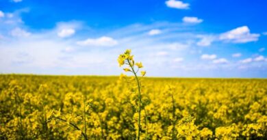 Australia: Overuse of Fungicides Could Threaten Canola Production
