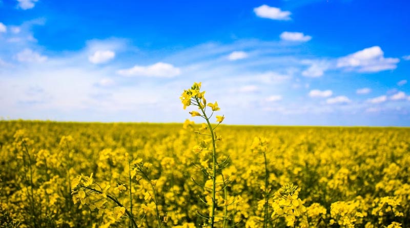 Australia: Overuse of Fungicides Could Threaten Canola Production