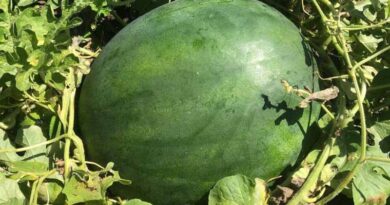 Spotlight Australia: Year-Round Watermelon Production