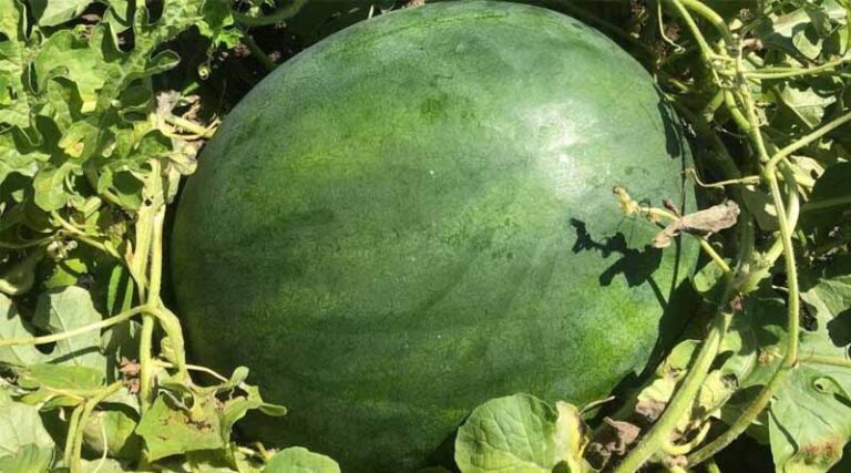 Spotlight Australia: Year-Round Watermelon Production