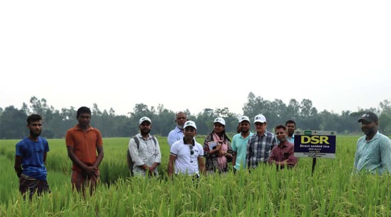 Murdoch University Delegation Visits Nilphamari to Observe Direct-Seeded Rice Adoption in Bangladesh
