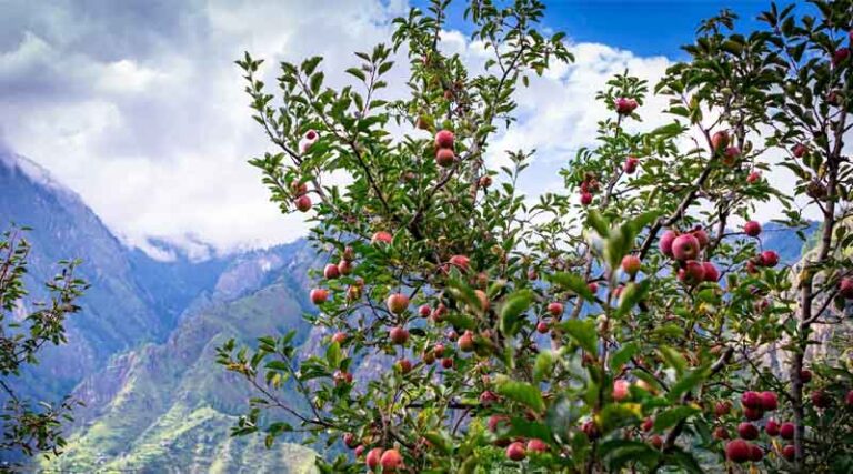 Project InnerSpace Launches GeoFund with First Funded Project to Pioneer Economic Growth Through Sustainable Agriculture