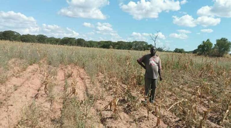Hope in Grain Warriors: Silent Heroes From Zambia Rescue Crisis