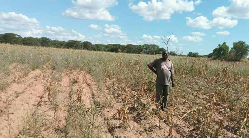 Hope in Grain Warriors: Silent Heroes From Zambia Rescue Crisis