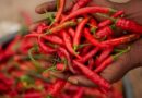Using Chilli Pepper Extract To Manage Insect Pests